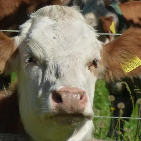 Ehrenfried - Garni 게스트하우스 3*