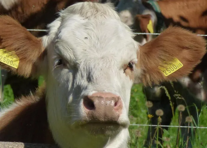 Ehrenfried - Garni Affittacamere 3*